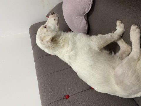 Köpeğimize maddi manevi aile olur musunuz