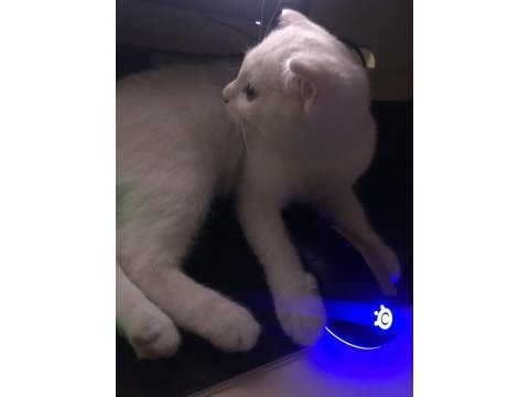 Yavru scottish fold