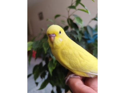 Yeni yeme düşen albino yavru muhabbet kuşu