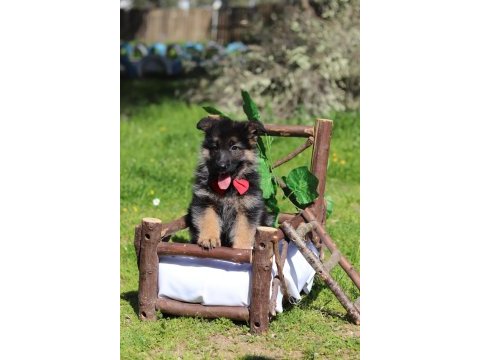 Irk ve sağlık garantili showline k9 alman kurdu yavrularımız
