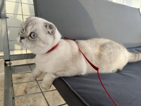 Scottish fold inci kızıma kendi çocuğu gibi bakacak yuva