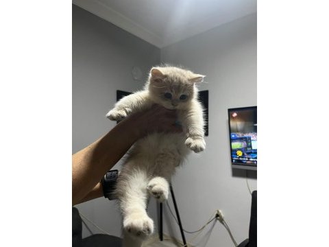 3 aylık golden british shorthair
