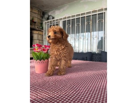 A kalite toy poodle yavrularımız