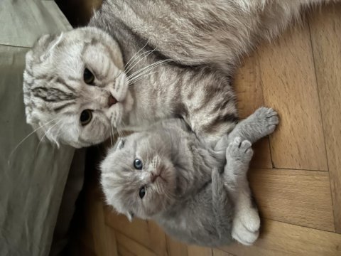 Ev ortamından scottish fold yavrular