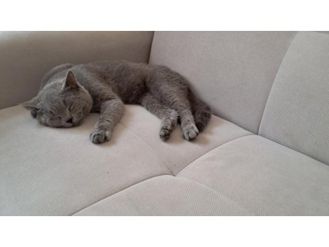 Yakışıklı, güzel huylu, safkan (bakım) brıtısh blue