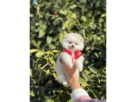 A kalite ırk sağlık garantili pomeranian yavrular