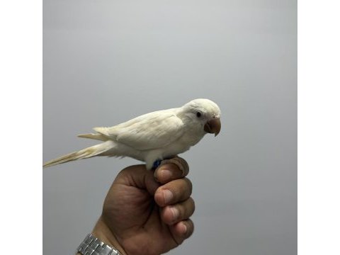 Albino monk papağanı kırmızı göz