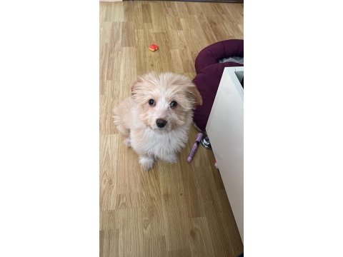 Maltipoo yavrumuz latteye yuva arıyoruz