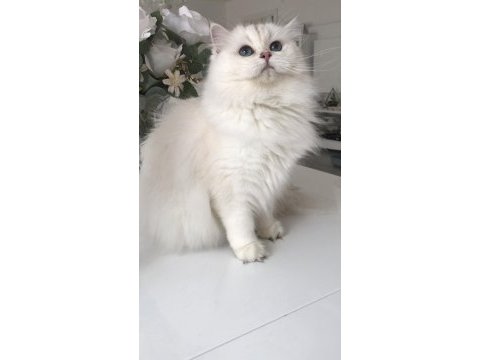 Silver point british longhair