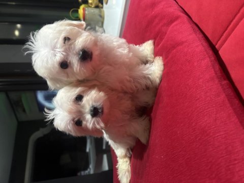 Minyatür a kalite kore kan maltes terrier