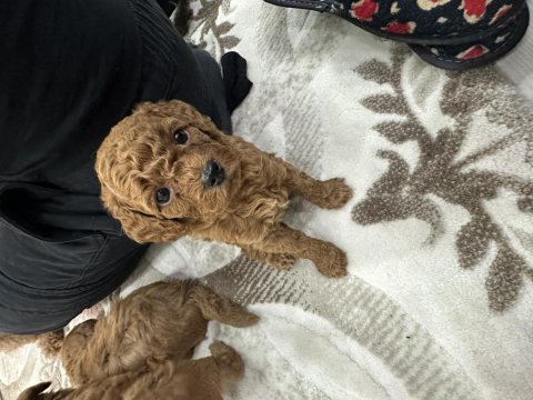 Toy poddle kore yavruları