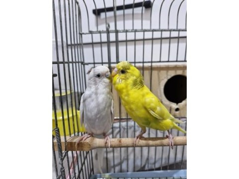 Muhabbet kuşu 1,5 yaş civarı