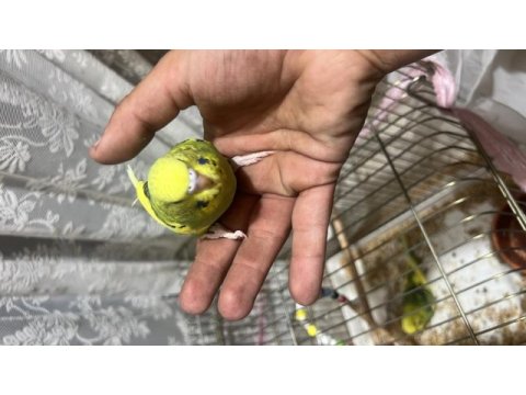 45 günlük ele alıştırmalık kuşlar