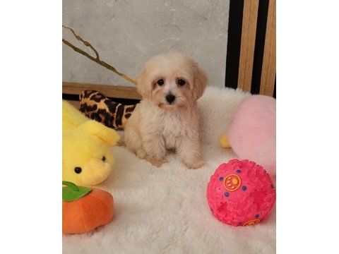 Maltipoo  yavrularımız 