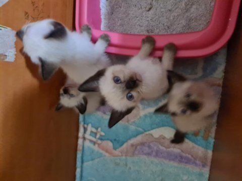 Sağlık ve ırk garantili aşılı safkan siyam yavrular