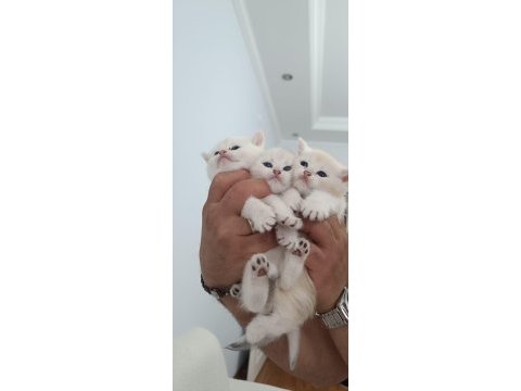 British shorthair kediler