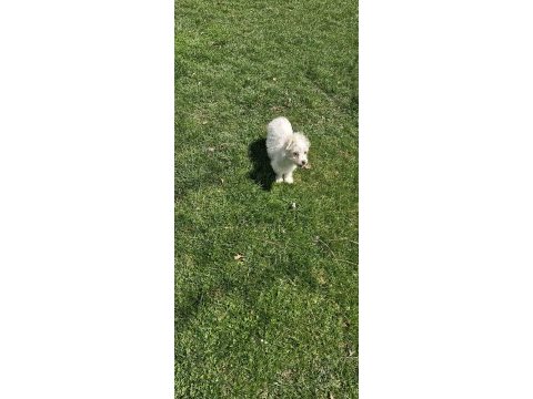 Dişi maltese terrier köpeğimiz yeni sahibini arıyor
