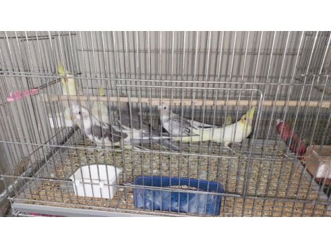 45 günlük yeni yeme düşmüş bebek sultanlar.