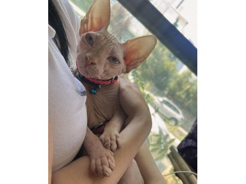 Sphynx saf ırk yavrumuz