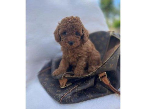 En güzelinden poodle yavrular