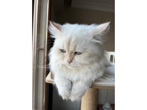 Yetişkin erkek safkan şecereli british longhair
