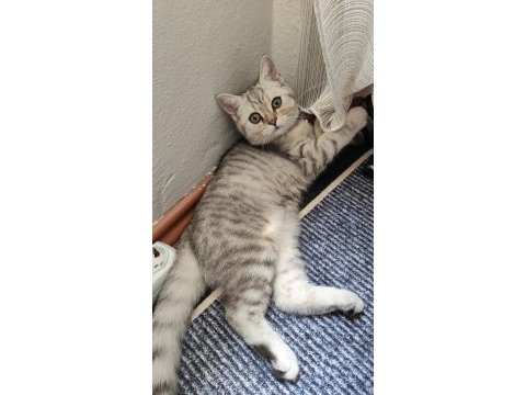 British shorthair yavru