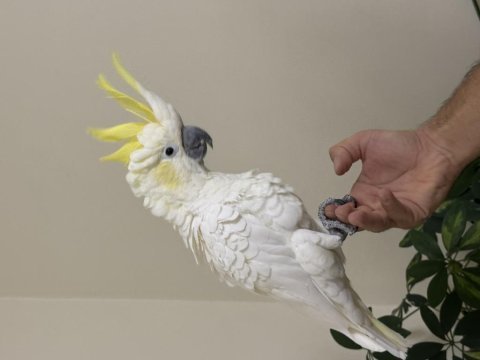 Sülfür kakadu 81 ile gönderim mevcut