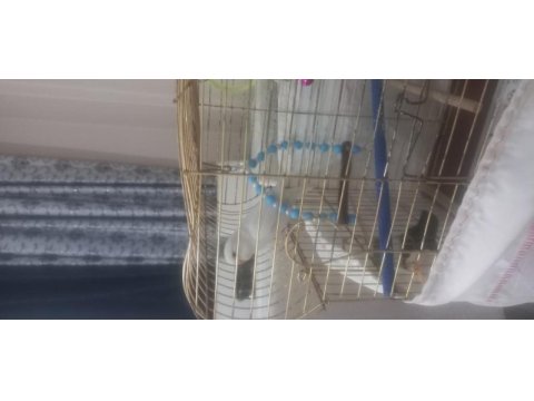 Süt beyaz muhabbet kuşu