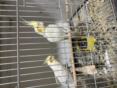 Çift sultan papağanı albino cins