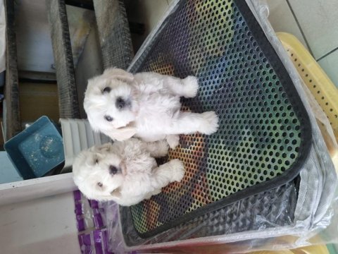 2 aylık dişi terrier bebekler