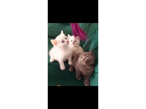 Orjinal top kafa british shorthair yavrularımız