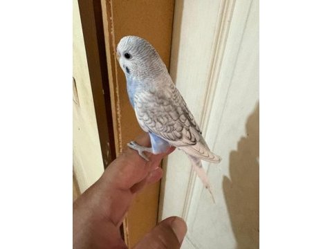 34 günlük konuşturmalık bebek muhabbet kuşu