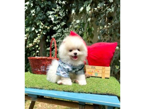 Safkan pomeranian bebekler