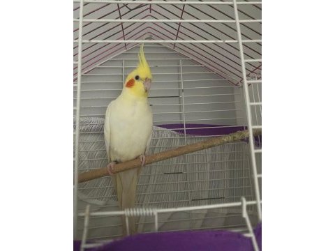Lutino sultan papağanı yavru