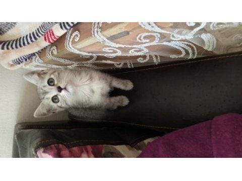 British shorthair yavrularımız yeni ailelerini bekliyor
