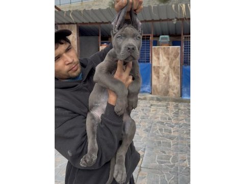 Cane corsa alan koruma köpeği üst düzey yavrularım 