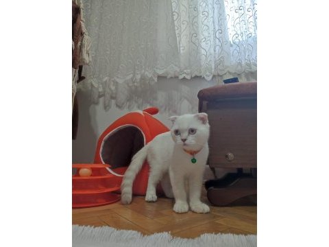 Acil 5 aylık scottish fold