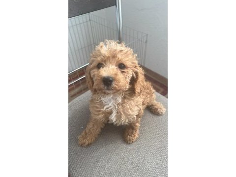 Maltipoo bebekler
