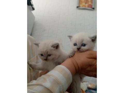 Scottish fold kar beyazi mavi gözlü erkek cok oyuncu