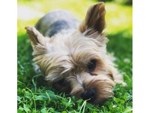 Wc wğitimli full aşılı bakımlı köpeğimiz