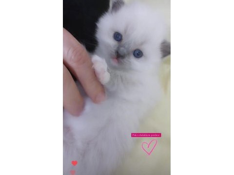 Safkan ragdoll yavrumuz yeni yuvasını arıyor