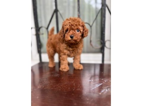 Petmode köpek çiftliğinden toy poldle yavrular
