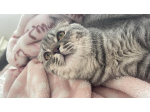 Scottish fold yavrumuz