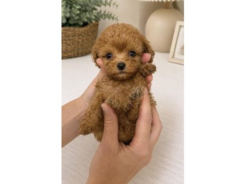 Maltipoo micro teacup kore