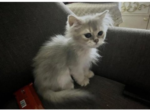 2 buçuk aylık british longhair bebek