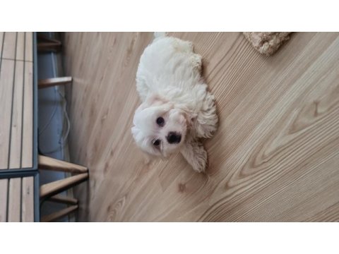 Ücretsiz sahiplendirme köpeğimiz için ulaşın