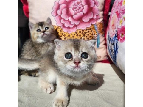 Gold scottish fold bebekler