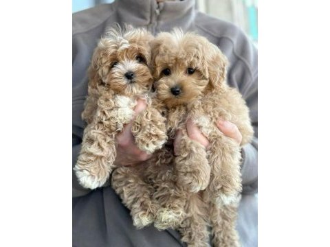 Kg garantili maltipoo yavrularımız