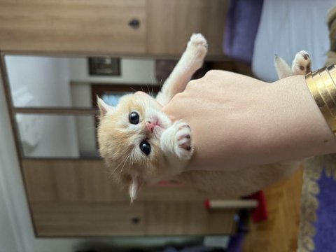 Ny 12 scottish fold yavrularımız