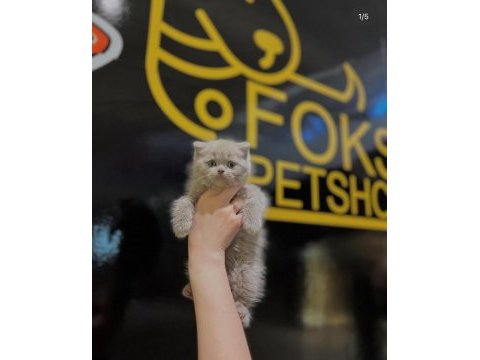 British shorthair ve longhair yavrular
